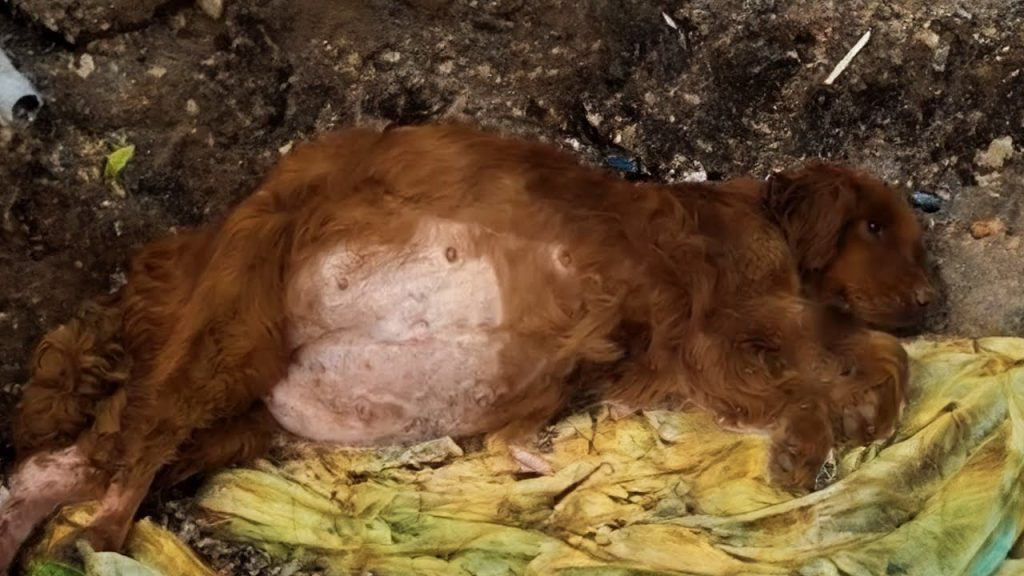 Chained and Neglected, This Heartbroken Abandoned Dog Finds Hope Again