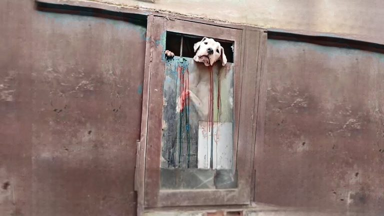 Tried to escape but the glass tore her apart, she cried when she heard the owner approaching