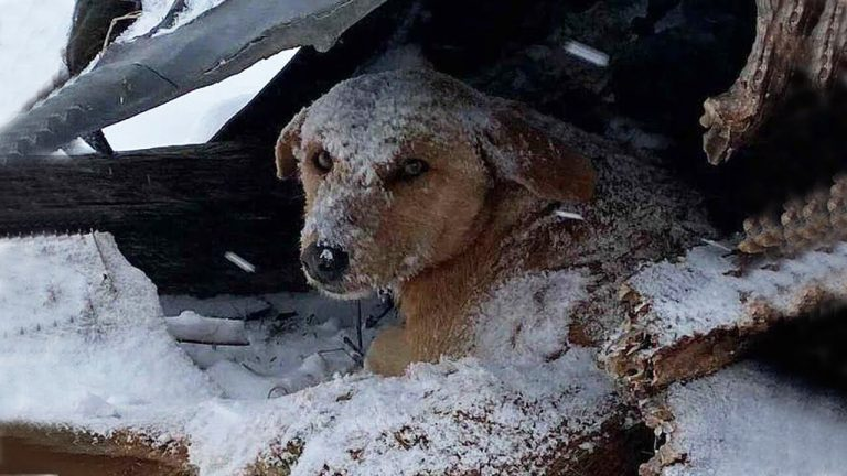 The tearful story of a dog that was shot, lying alone and scared in the snowy fields waiting to die