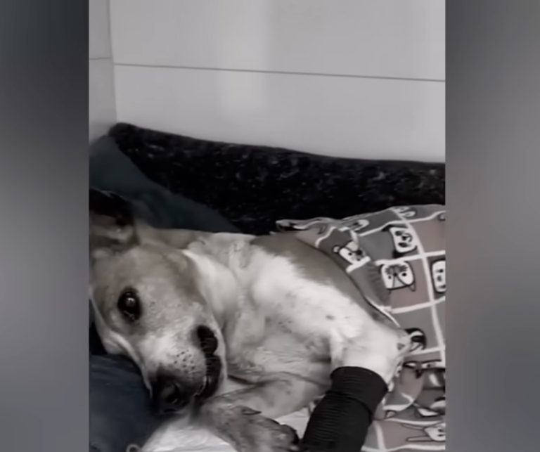 Left for Dead, Saved by Love: The Unbelievable Miracle of Tito, the Little Dog Who Refused to Give Up