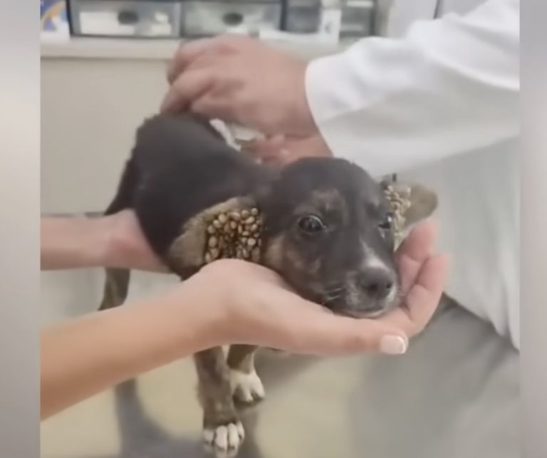 Alone, lost and scared, the orphaned puppy struggles with thousands of ticks in his ears