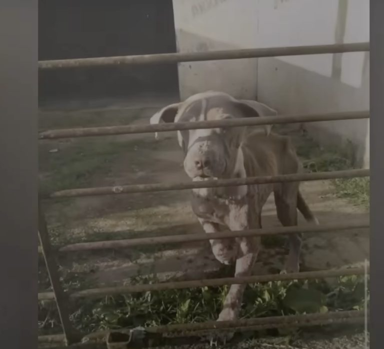 “How could you leave us in such misery”, two dogs were locked up, starved and begged to be saved