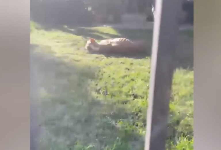 Left intentionally to starved in the yard, the owner claimed he’s aggressive & the dark truth behind