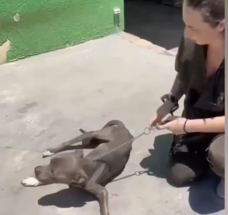 Left to Die in Silence, He Fought to Live — Until Love Finally Found Him