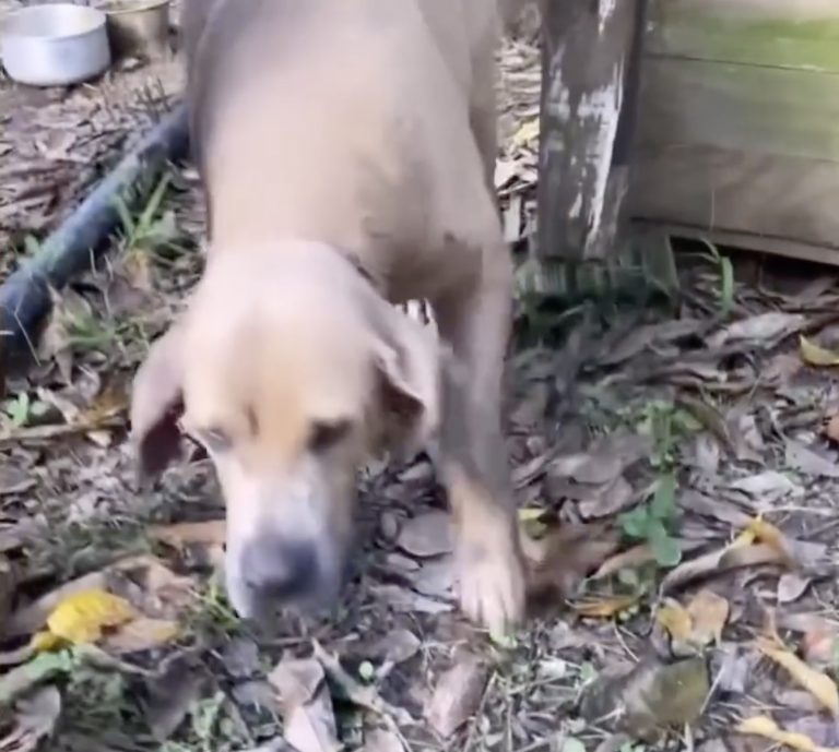 Used solely for breeding and locked away, she shed tears at the first sign of kindness