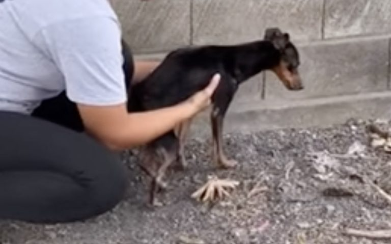Used for breeding and locked her entire life in small cage, she cried after first touch of love