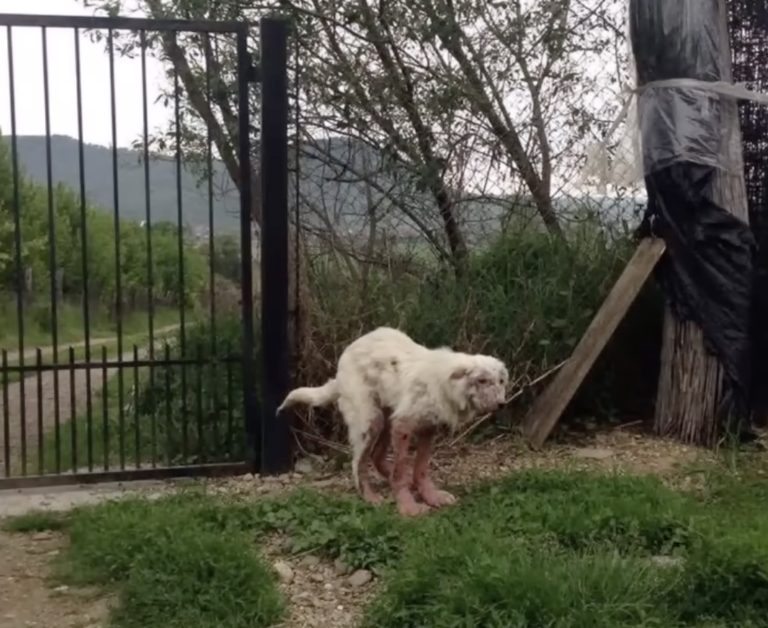 Dumped by the river when she got sick, chained with a padlock to ensure she can’t escape her end