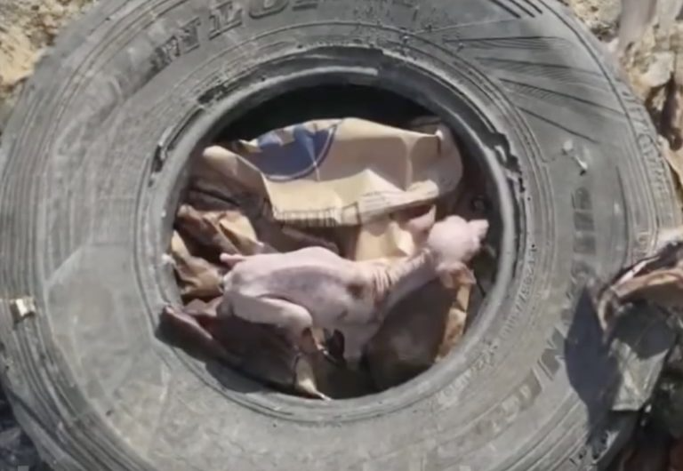 Eating trash for months to survive, the puppy cried when she finally got help