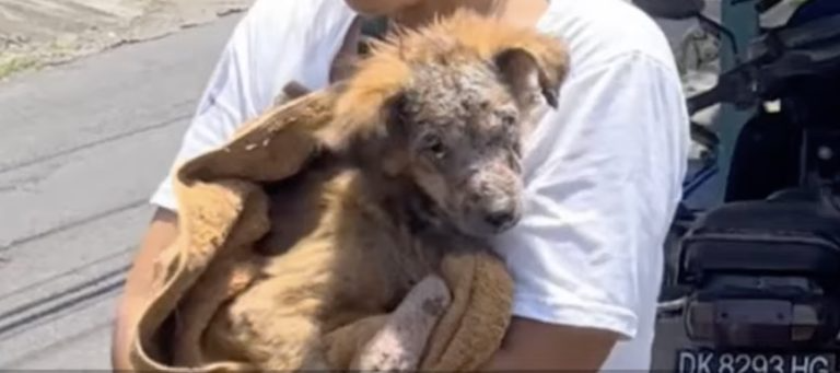 Locked up for life and kicked out for being ugly, the puppy cried and ran away in fear