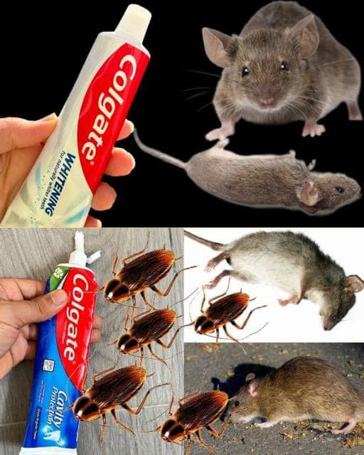 How to eliminate cockroaches and ants with the toothpaste trick…