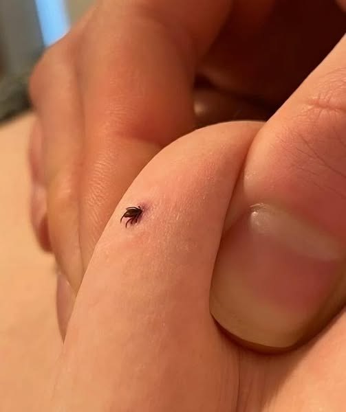 Can anyone tell if this is a tick or not? I also found two of these in my house living room where I have a dog. Is my house infested?