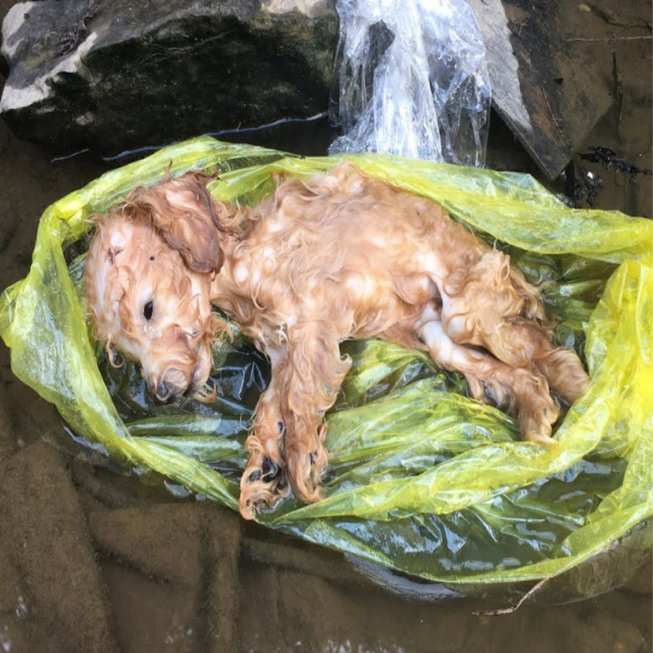 Puppy’s Heartbreaking End Highlights Human Neglect and Acts of Compassion