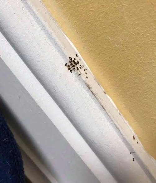 If you spot these mysterious black dots in your kitchen, you had better know what they mean