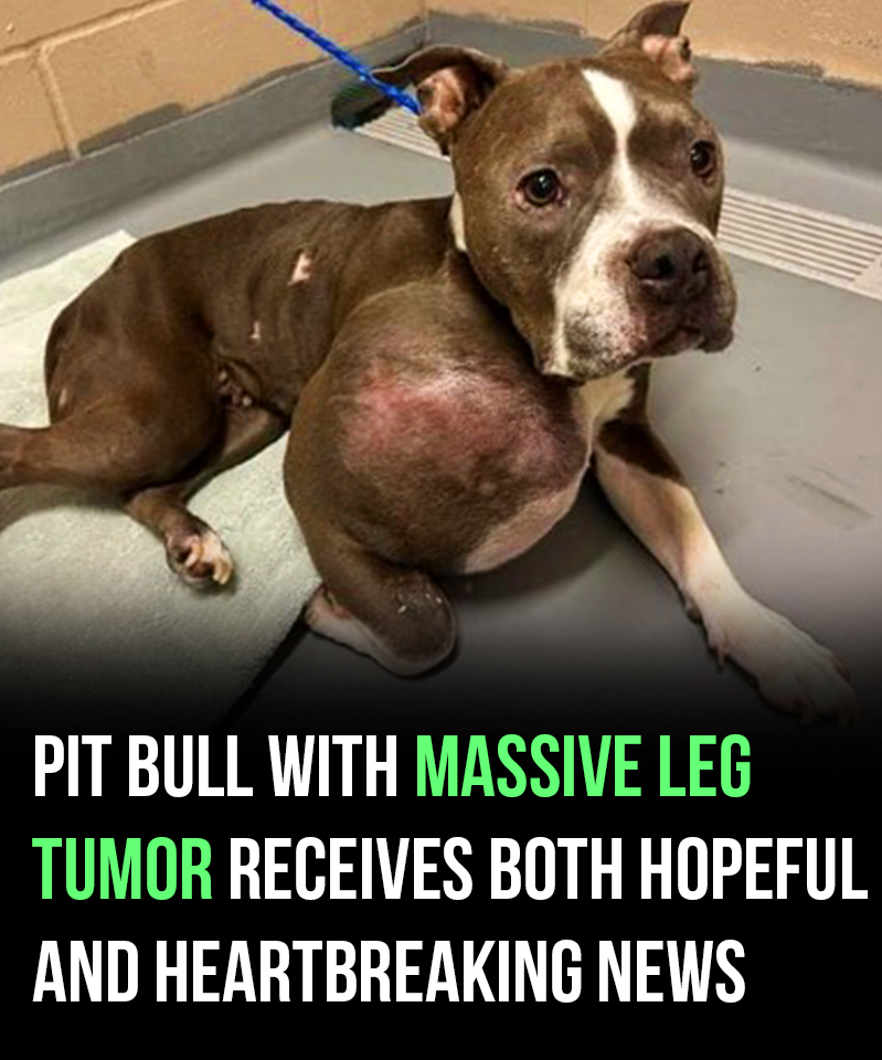 Pit bull with volleyball-sized tumor on her leg gets both good and bad news