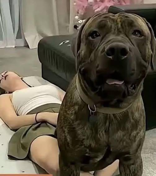 Young woman hospitalized after being penitentiated…