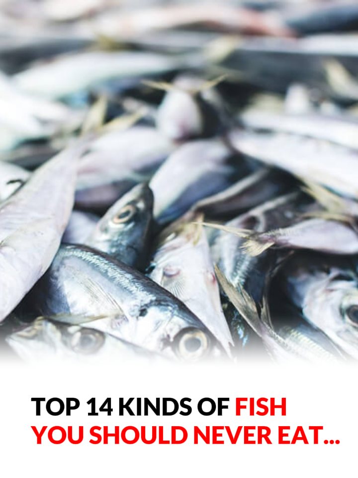 14 Fish You Should Consider Never Eating
