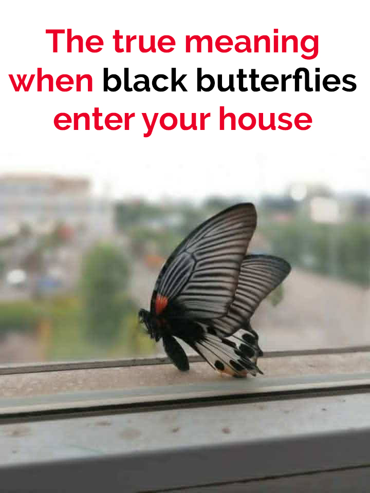 What it could mean if black butterflies visit your home