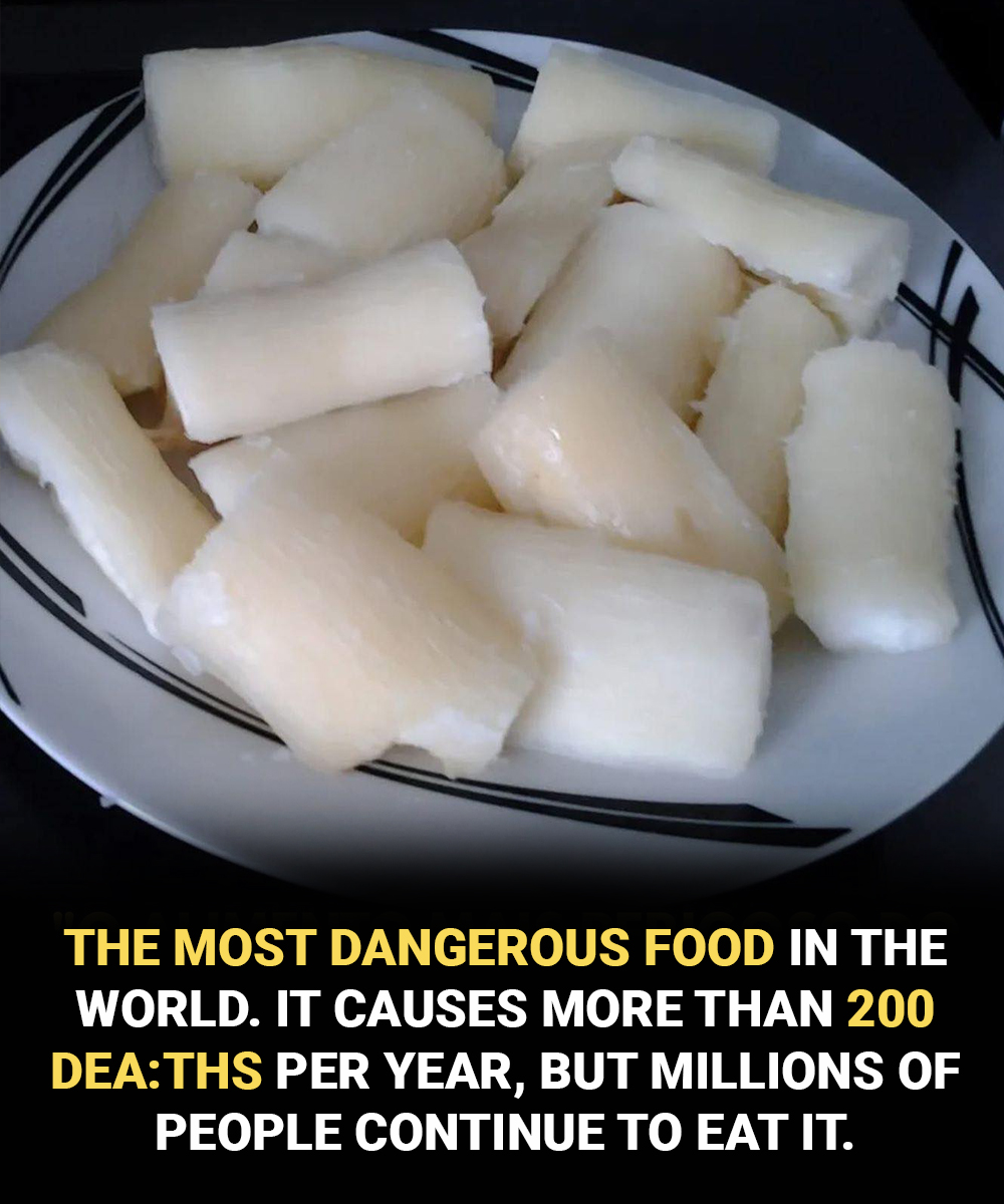Toxic if improperly prepared: another side of a widely consumed food worldwide