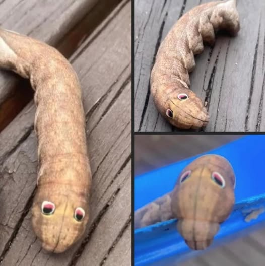 If you see this “googly-eyed” creature in your backyard, here’s what it means