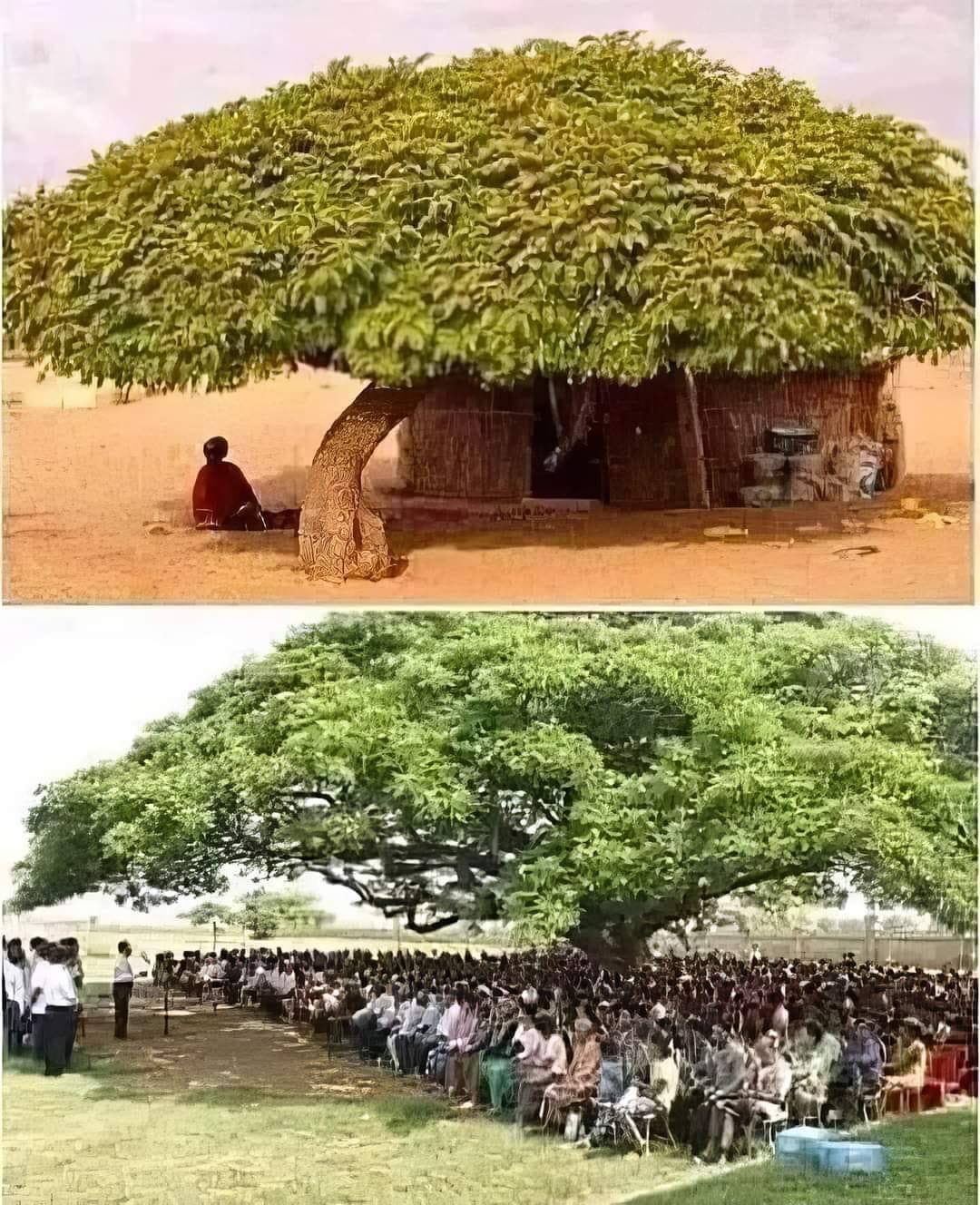 The Largest Cashew Tree in the World: A 1,000-Year-Old Marvel Covering an Area of About 8,000 Square Meters
