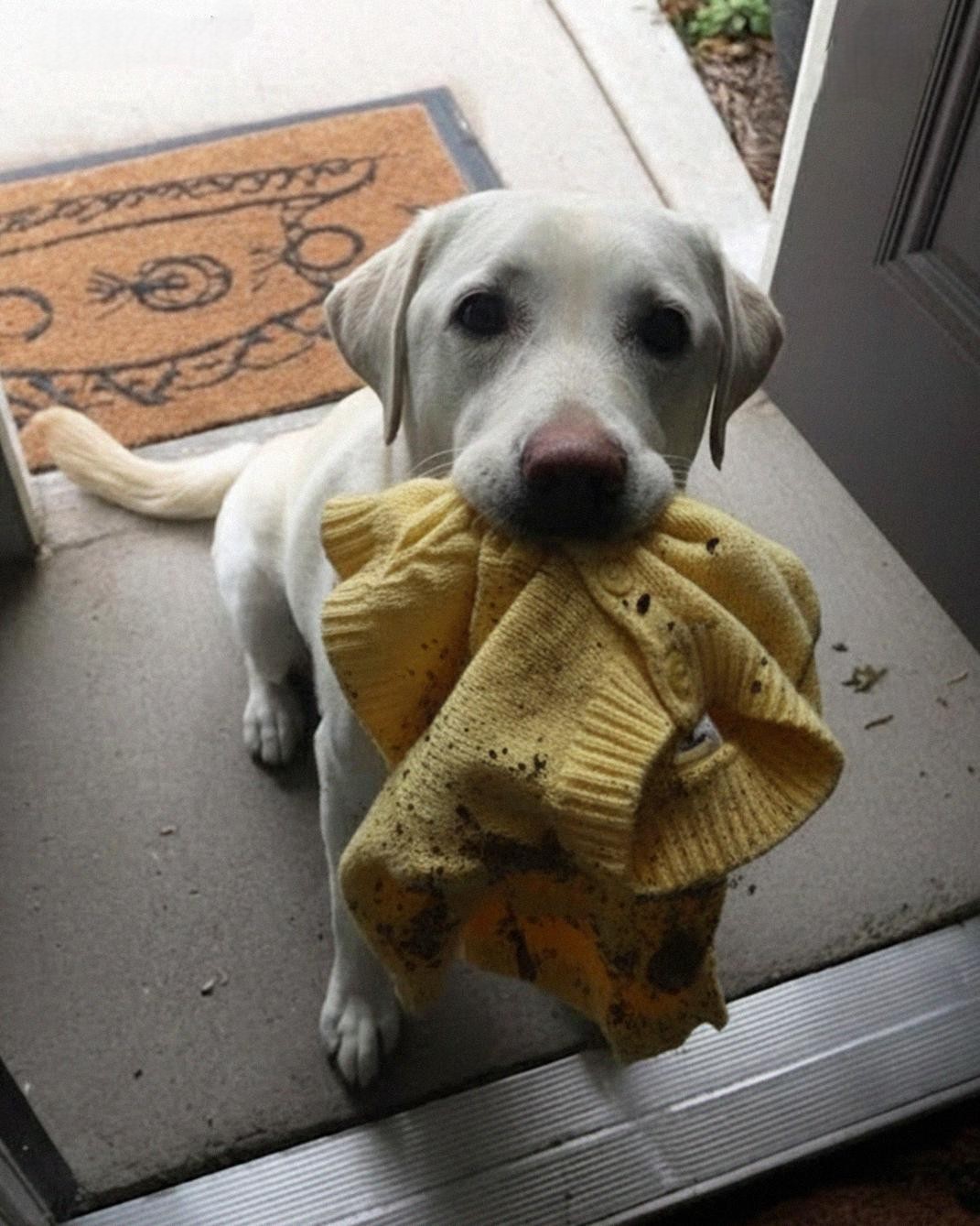 My Dog Brought Me My Late Daughters Sweater the Police Had Taken, Then He Led Me to a Place That Stopped Me Cold