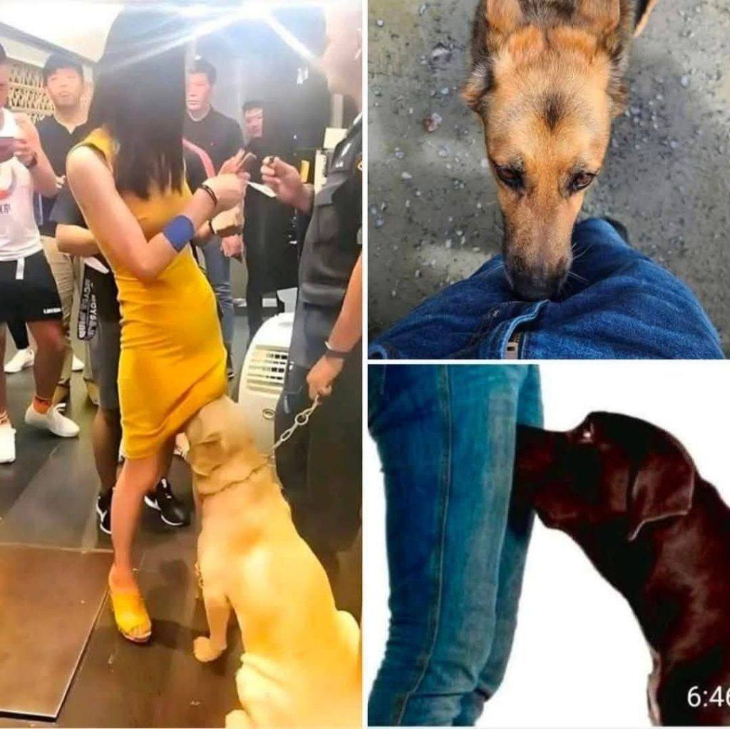 (VIDEO) If your dog is sniffing your genital area, it means you have…