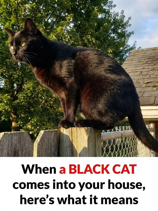 Understanding the Significance of Encountering a Black Cat