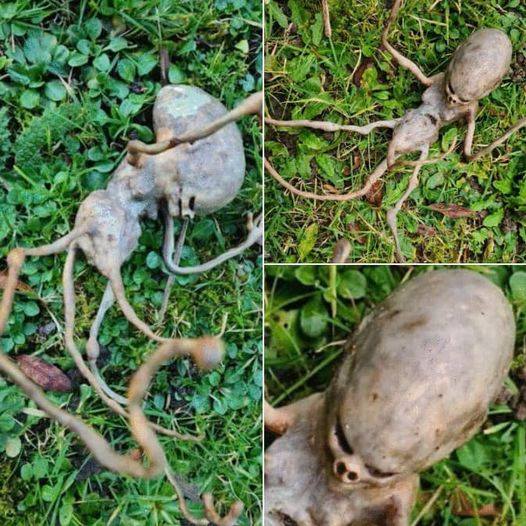 Neighbor discovers mysterious object in backyard, leaving the internet baffled. – LaptopsVilla