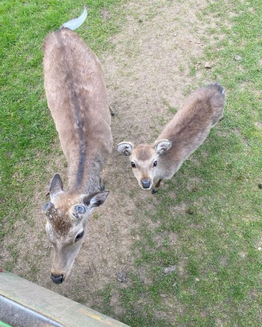 I THOUGHT THEY WERE JUST CURIOUS DEER, UNTIL I SAW WHAT THE LITTLE ONE WAS CARRYING!