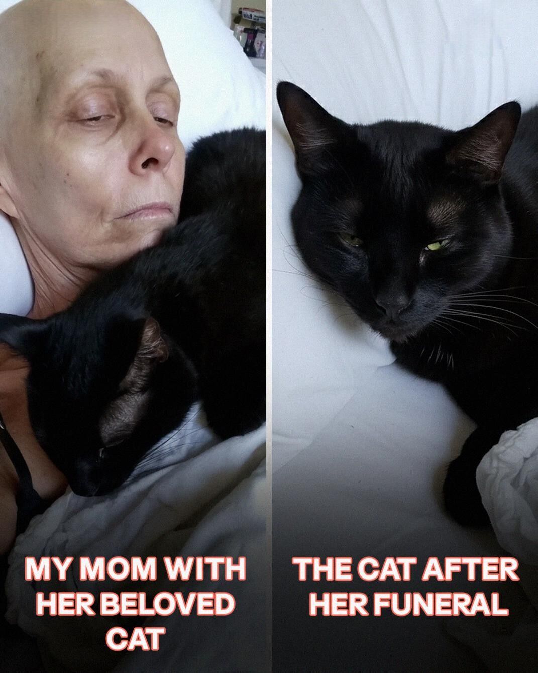 My Moms Cat Vanished After Her Funeral, on Christmas Eve, He Returned and Led Me Somewhere I Never Expected