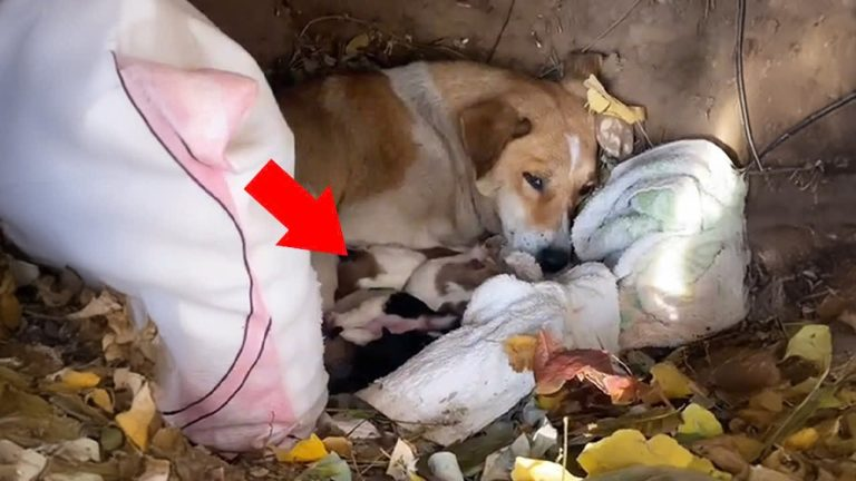 – 15 degrees, mother dog holding 5 puppies shivering cold and hungry lying in the hole