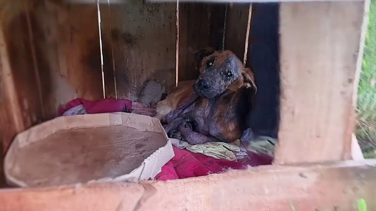 “Stop, please don’t burn my house”, he cried and begged for mercy as they tried to get rid of him