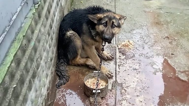 Being Hated and Unwanted, He was Humiliated — He Cried Everyday Begging for Mercy to No Avail