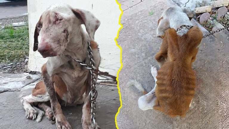 Trapped in neglect, she endured a life of abuse and filth, longing for a chance to be free