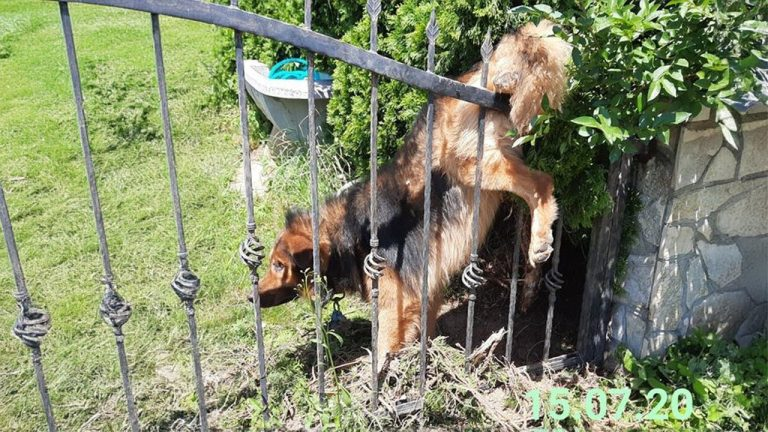 He stuck in the fence for days because so thirsty, he wagged his tail “Don’t go, please save me.”