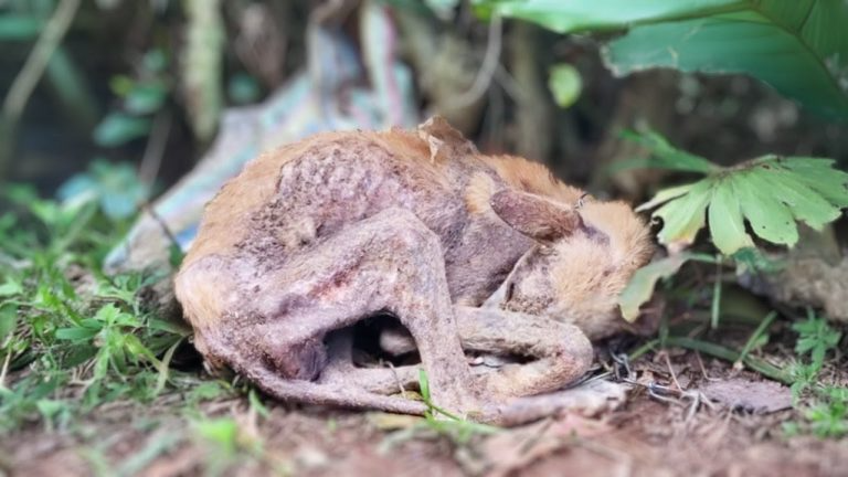 Chained there since 1 month old, the dog longed to be loved