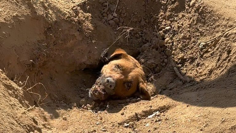 Body buried under the pile dirt, mother dog holding 7 puppies, desperately calling for help