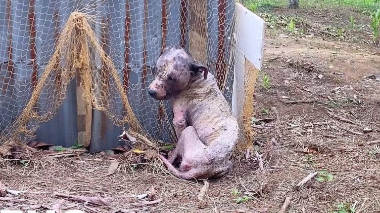 When he no longer benefits them, they betrayed his loyalty, leaving him tied up in a vacant land