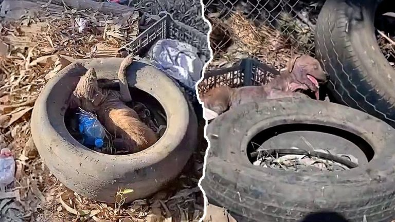 Living in a tire amidst trash blind & emaciated, accepting her fate as despair closed in around her