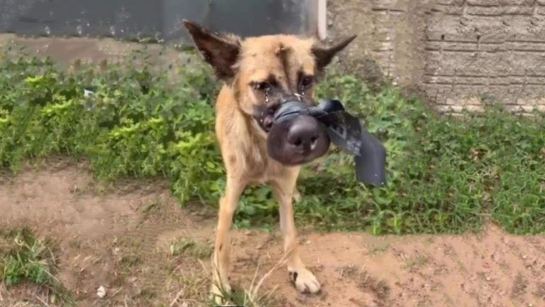 Can’t Drink, Can’t Eat, Can’t Even Cry For Help. Only Tears As That Tape Squeezing Her Last Hope…