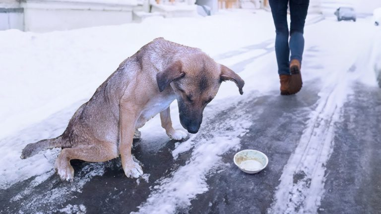She dragged herself through the snow with 18 bullets,the hunger exhausted her
