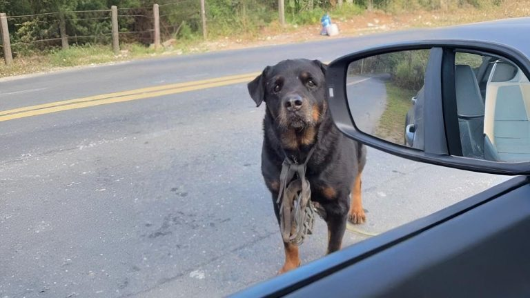 He Timidly Approached to me, His Eyes Bleeding as if to Say “Please Take me Out of Here”