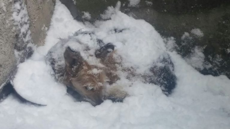 – 11 degrees, she laid frozen in the snow for 3 days, she completely lost hope