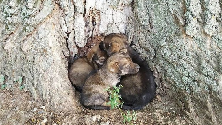 Scared puppies just hug each other, thousands of ticks on them and bittersweet ending