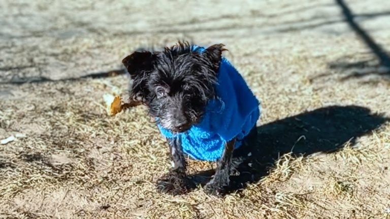 17 Year Old Dog Begged His Cold-Hearted Owner Not To Abandon Him, He Could Only Cry