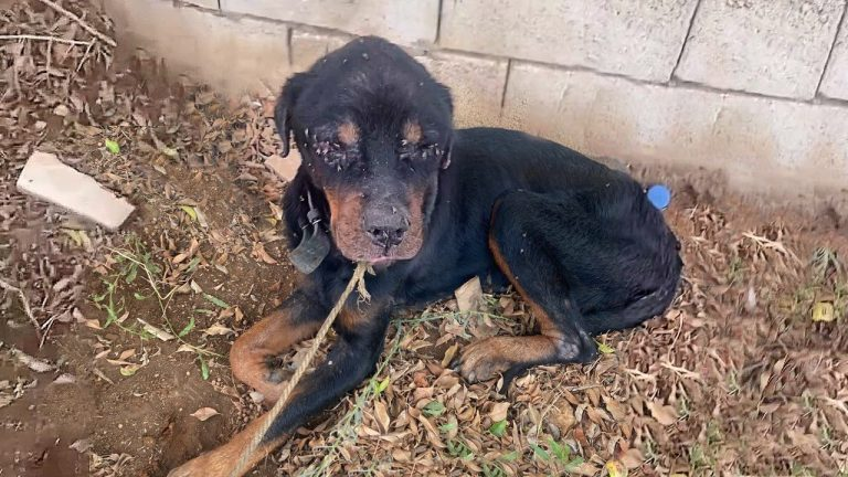 “He’s a lost cause”, the owner tied him to a garbage dump and left him fading, alone and desperate