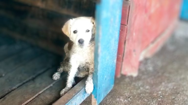 Being punished, the puppy cried loudly when she saw me after days of pain and hunger