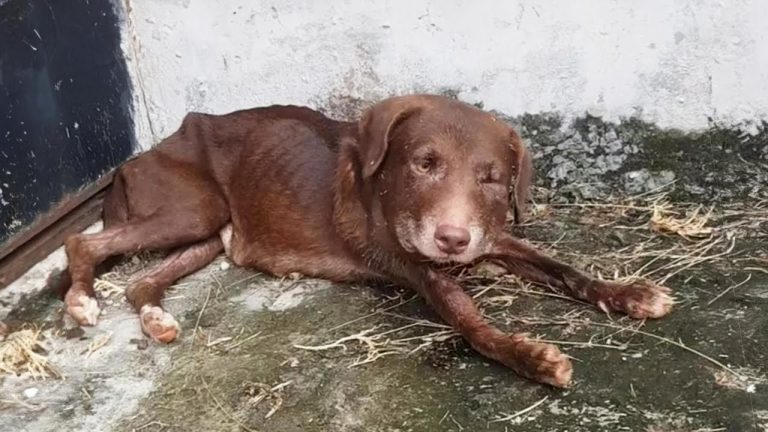 Puffy face and couldn’t breathe due to the collar, she held out her hands in despair