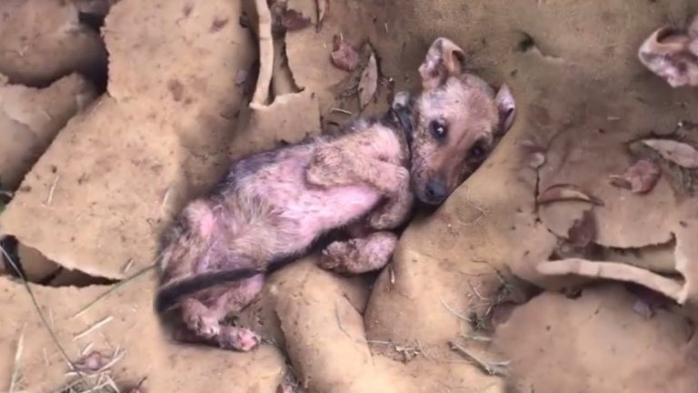 Seeing her as useless, the owner left her to perish under a flimsy roof and the heartwarming ending