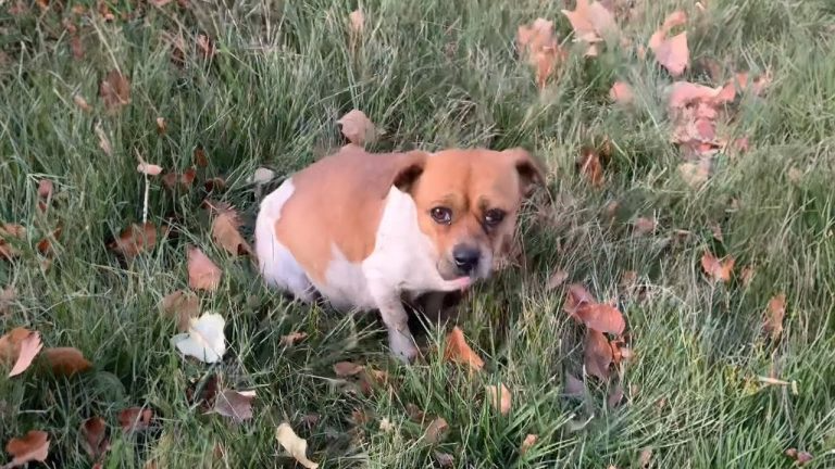 With a Heavy Belly, the Dog Wanders Hungry, Begging for Help for Her Unborn Puppies